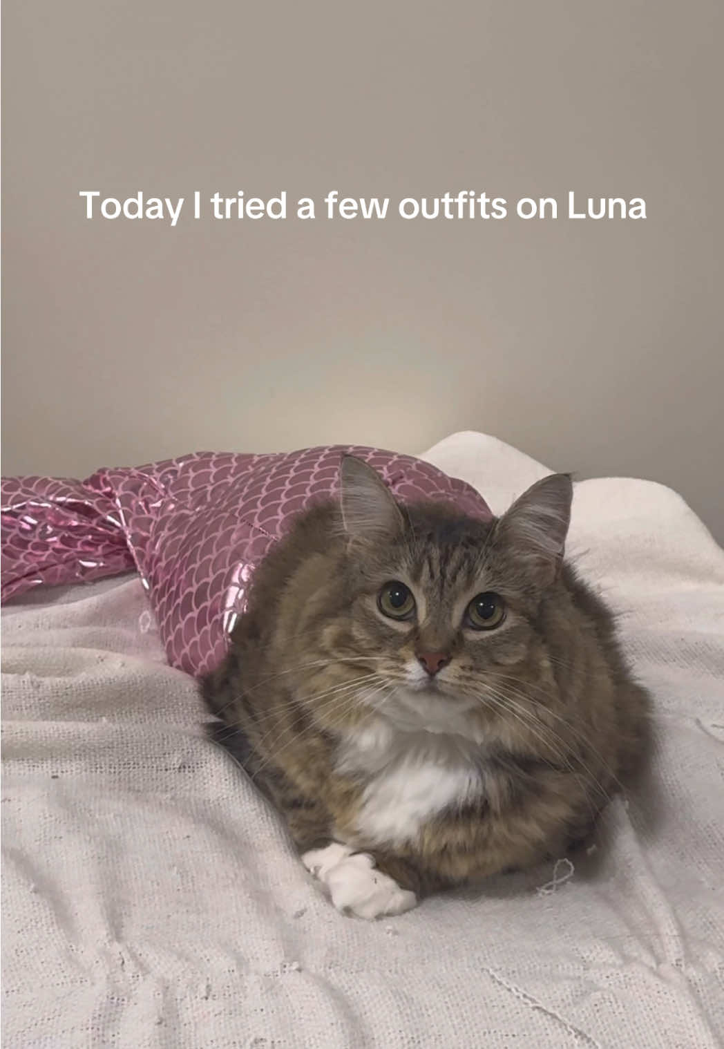 Today I tried a few outfits on Luna #catsoftiktok 