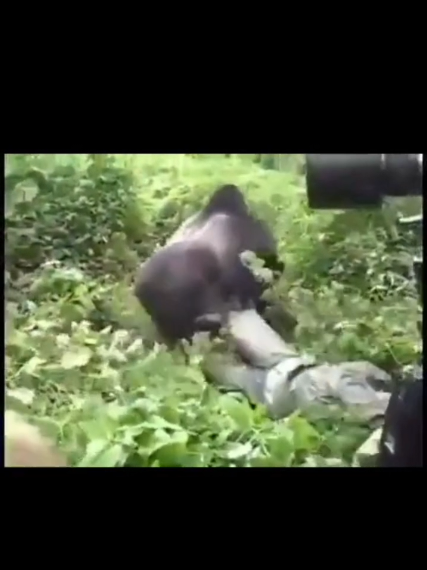 aminal documentary camera man get drag away by gorilla whiles everyone watch helplessly #100menvs1gorilla #gorilla #silverbackgorilla  #silverbackgorilla #animalplanet #CapCut 