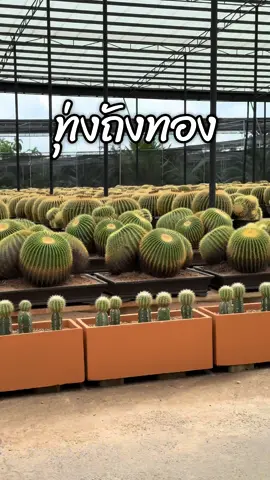 ถังทอง ยักษ์#เทรนด์วันนี้ #cactus #กระบองเพชร #มือใหม่หัดปลูก #มือใหม่tiktok #แคคตัส #ถังทอง 