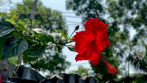 🌺❤️‍🩹🤌#fypシ #flowers #trending #nature #ভাইরাল_ভিডিও_টিকটক। #প্রকৃতির_অপূর্ব_সৌন্দর্য🥰 