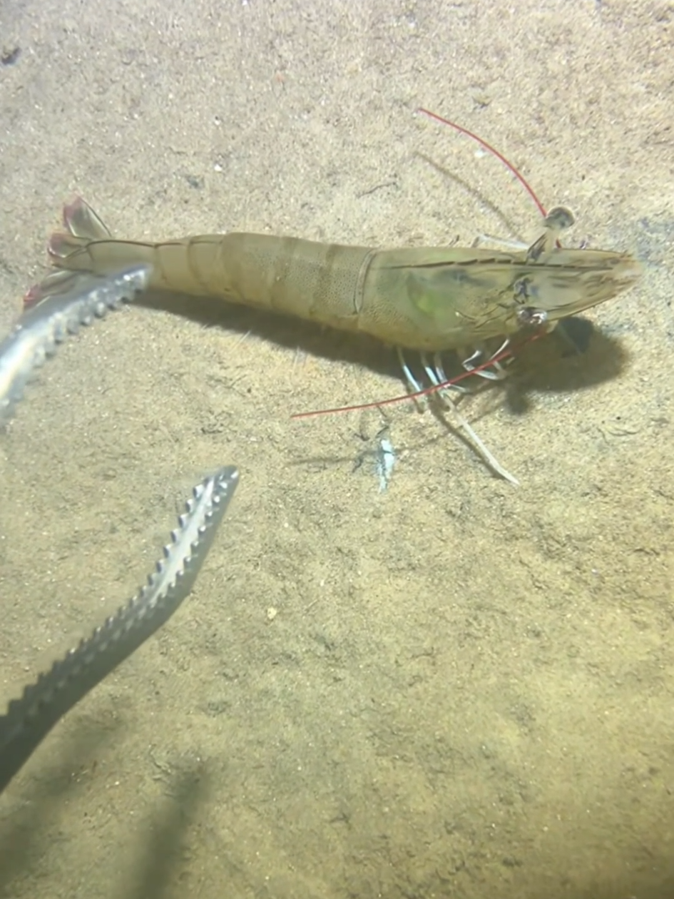 #diving #crab #catchthesea #seaside #seafood #fish #eel #lobster #seangsolofishing 