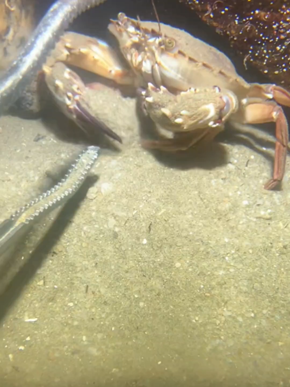 #diving #crab #catchthesea #seaside #seafood #fish #eel #lobster #seangsolofishing