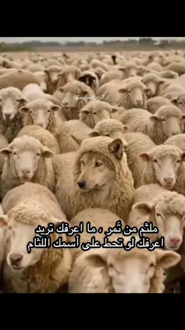 #الشعب_الصيني_ماله_حل😂😂 #ملثم_من_تمر_ماعرفك_تريد #لايك #متابعه 