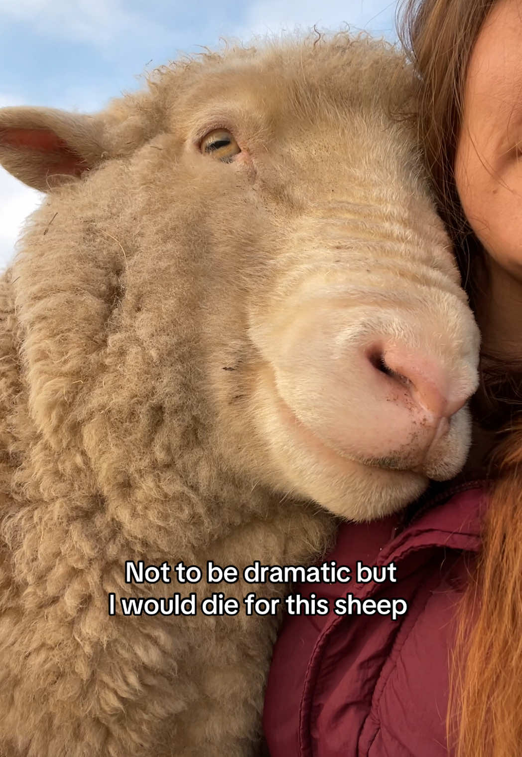 I guard his gentle heart with my life. ❤️🐑  Love them, don’t eat them! 🌱