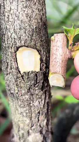 Grafting plants, fruit tree grafting. #grafting #tiktok #garden #chagarden #การตอนกิ่ง 