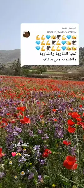 #شاوية #اغاني_شاوية #اعراس_شاوية #ناس_شاوية_احرار_بانوو_هنا😍😍🥰 #باتنة_شاوية_05😍😍👌 #ناس_شاوية_احرار_بانوو_هنا😍 #الرحبات❤😊 #شاوية_بانوا_هنا #حمزة_عبدالكريم♓️ @سحر الطبيعة/ بلدية يابوس @✨🤍 @Hamza Abdalkrim 