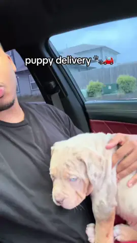 Puppy delivering in Texas,  XL American Bully  #all4wealthkennels #americanbully 