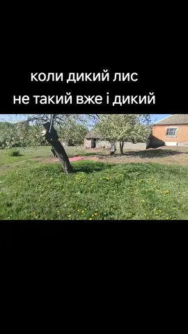 #рекомендации #прикол #домашниеживотные #лис #домашнійлис 