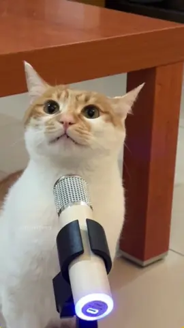 Does the cat in your home also sing? #cat #catsoftiktok #catlover #funny #funnyvideos #foryou #fypage #fypツ #funnycat #funnytiktok #cats