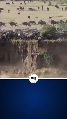 Afrika’da antilop sürüsünün yaptığı büyük göç esnasında sürünün aşağıya atladığı anlar; #gündem #viral #afrika #antilop #doğa