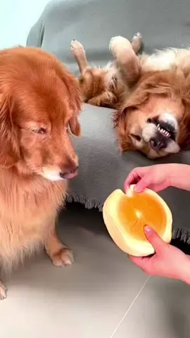 Funny golden retriever #funny #funnyvideo #dog #lol 