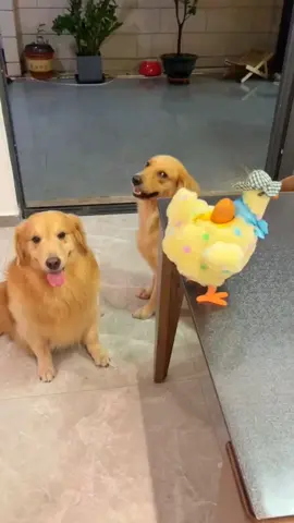 #goldenretriever #cute #dog credit:a_golden_fam