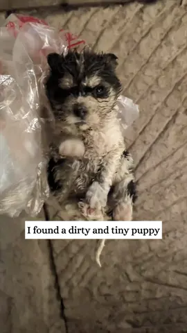 I found a dirty and tiny puppy and then…#rescue #animals #fyp #puppy 