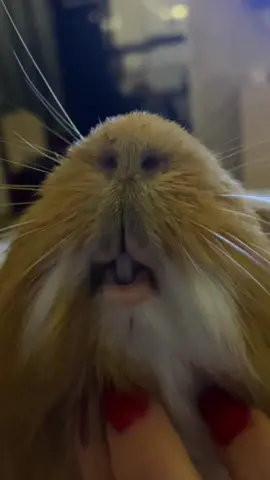 #guineapig #guineapigsofinstagram #guineapigs #guineapiglove #guineapiglife #cavy #pets #cute #meerschweinchen #guineapiglover #petsofinstagram #guineapigsofig #guineapiggies #pet #guineapiggy #cavylove #animals #guineapiggclub #cavies #cavia #guineapiglovers #Love #guineapigsofinsta #guineapigsof #piggies #guineapigoftheday #cuteanimals #caviesofinstagram #cavysofinstagram #pig #морськасвинка #кавія 