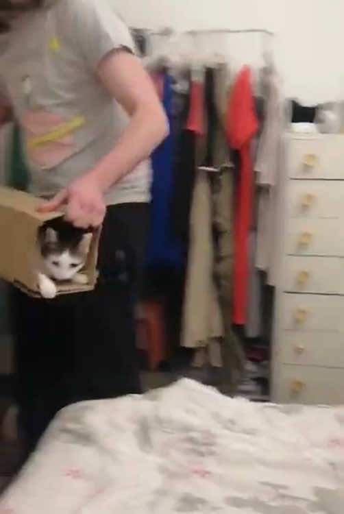 Cats like to enter boxes.#usa_tiktok #fouryou #fyp #funnyvideos #tiktok #cat #catsoftiktok #kitten 