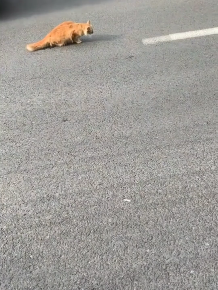 We found injured kitten. #cats #savekittens #kittycat #catlover #funnyanimals #cute #cutecats #funnypets #help #wiwiwi #kittens #funnycat  Disclaimer: My purpose of uploading and editing videos from other platforms is to show people that we humans can help animals.