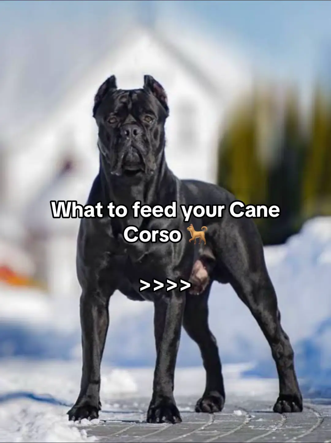 Looking for the best food to feed your cane corso? Petrite is here with healthy recommendations  #creatorsearchinsights #canecorso #dognutrition #petcare #rawfeeding #whattofeedacanecorso #tipstofeedingmydog #wheretobuypetfoodinlagos #canecorsoitaliano 