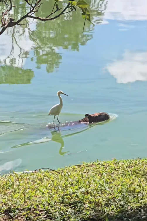 Funny#funnyvideos #fyp #usa #funnymoments #funnytiktok #foryoupage #funny 