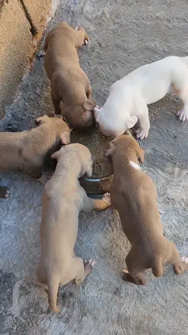 Introduction of solids at 4 weeks. 💪🏾 #pitbullsoftiktok #puppylove #letmecook #dogsoftiktok #puppylife 