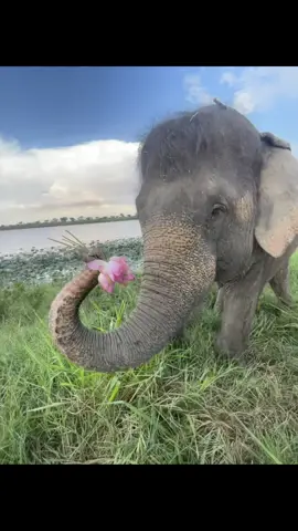 យកផ្កាឈូកអត់🥰😹