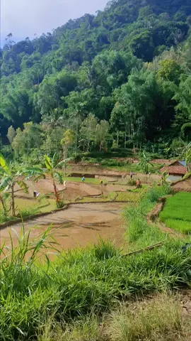 Assalamualaikum... wilujeng wengi kasadayana #pilemburanendah #suasanapadesaa
