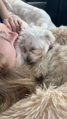 Always there…💕🐾 #fyp #dogtiktok #dogsoftiktok #puppiesoftiktok #maltipoosoftiktok #viralpuppy #maltipoopuppy #puppytok #dogmom #puppylife #girldog #cutestpuppy #maltipoo #puppytiktok #loveher #bestie #littlemoments 