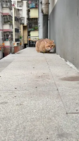 #cat #pet #catsoftiktok #cute #kitty #cats 
