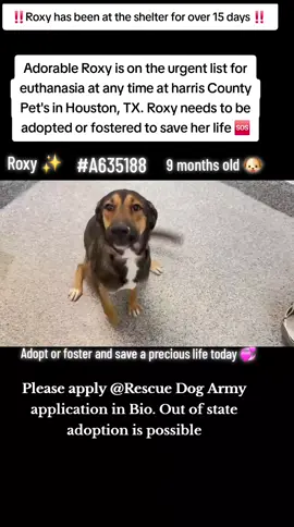 📣📣 URGENT 📣📣 Roxy is on the urgent list for euthanasia at any time at harris County Pet's in Houston, TX. Roxy needs to be adopted or fostered to save her life 📣 🆘️  Please consider fostering if you are unable to adopt its free and you would be saving a precious life 🙏 ♥️ 🙏♥️🙏♥️🙏♥️🙏♥️ Name. Roxy  ID #A635188  Age 9 months  If you can foster or adopt please apply @Rescue Dog Army application in Bio ASAP.  OUT OF STATE ADOPTION IS POSSIBLE.  Please message me if you have any questions.  📍Address  Harris County Pet's shelter.  612 Canino Rd in Houston texas.  #adopt #rescue #foster #resuedogarmy #savealife #harriscountypets #euthlist #FYP #dogsoftiktok #urgentshelterd #doggo #fosteringsaveslives #houston #texas #help #urgent #hero 
