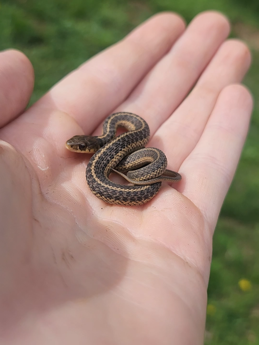 World's smallest snake... #nature #animals #fyp #naturelover 