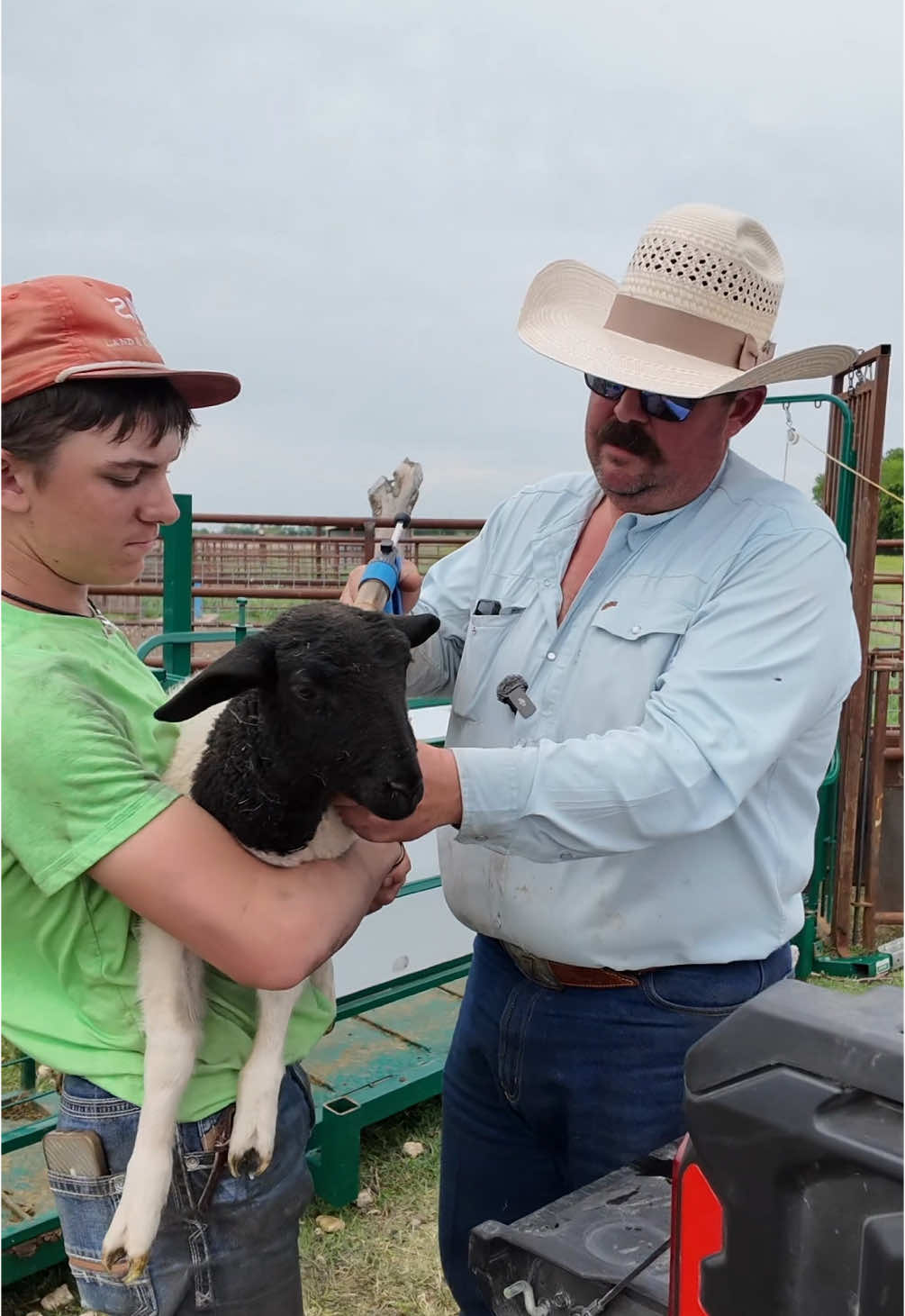 Val is getting worked today! #Lamb #Sheep #Dorper #BottleBaby #Ranch #Ranching #KeepRanchin 