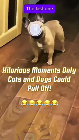 Hilarious moments only cats and dogs could pull off #usa🇺🇸 #usatiktok #voiceover #talkingdog #talkingcat #dogsoftiktok #catoftiktok #PetsOfTikTok #dogloversunite #funnyanimals #funnypets #viralvideo #foryou #california 