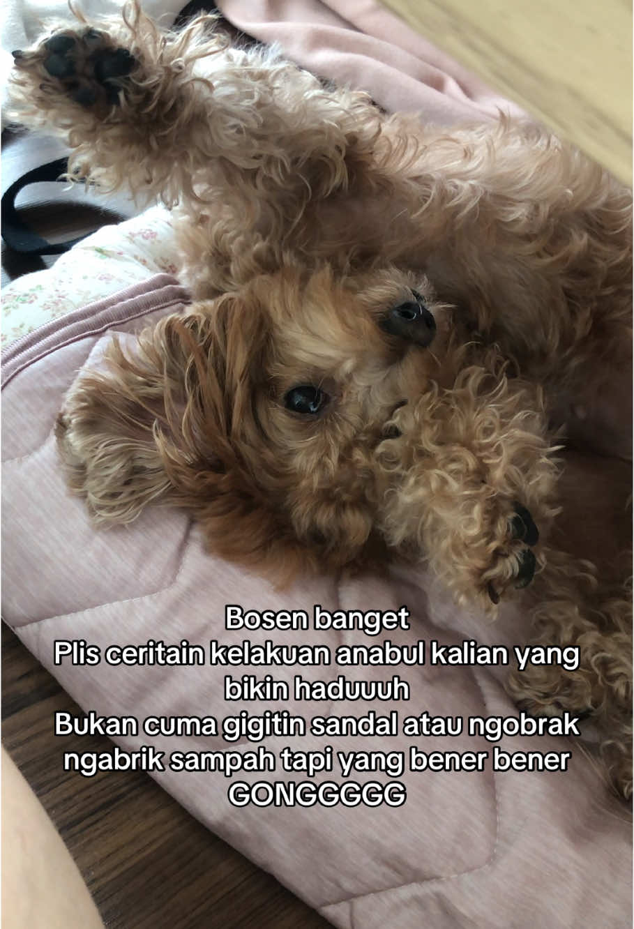 Aku pernah ee nya keluar cacing sampe ibu ku geli beeet itu cacing nempel di kali aku.. . #fypchallenge #fyppppppppppppppppppppppp #fyp #maltipoo #anjinglucu #trending #fyptrending #dogoftiktok #anabul 