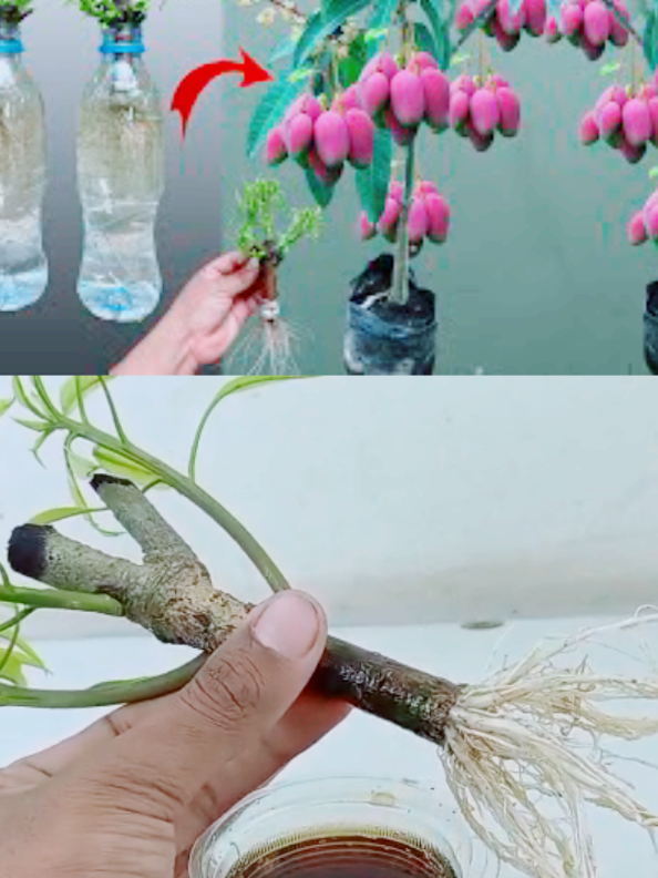 💯Growing mango plant at home from mango tree cutting #mango #plant #tree #gardeninghacks #planting #homegarden #gardening #plants #gardenproject #nature #summervibes 