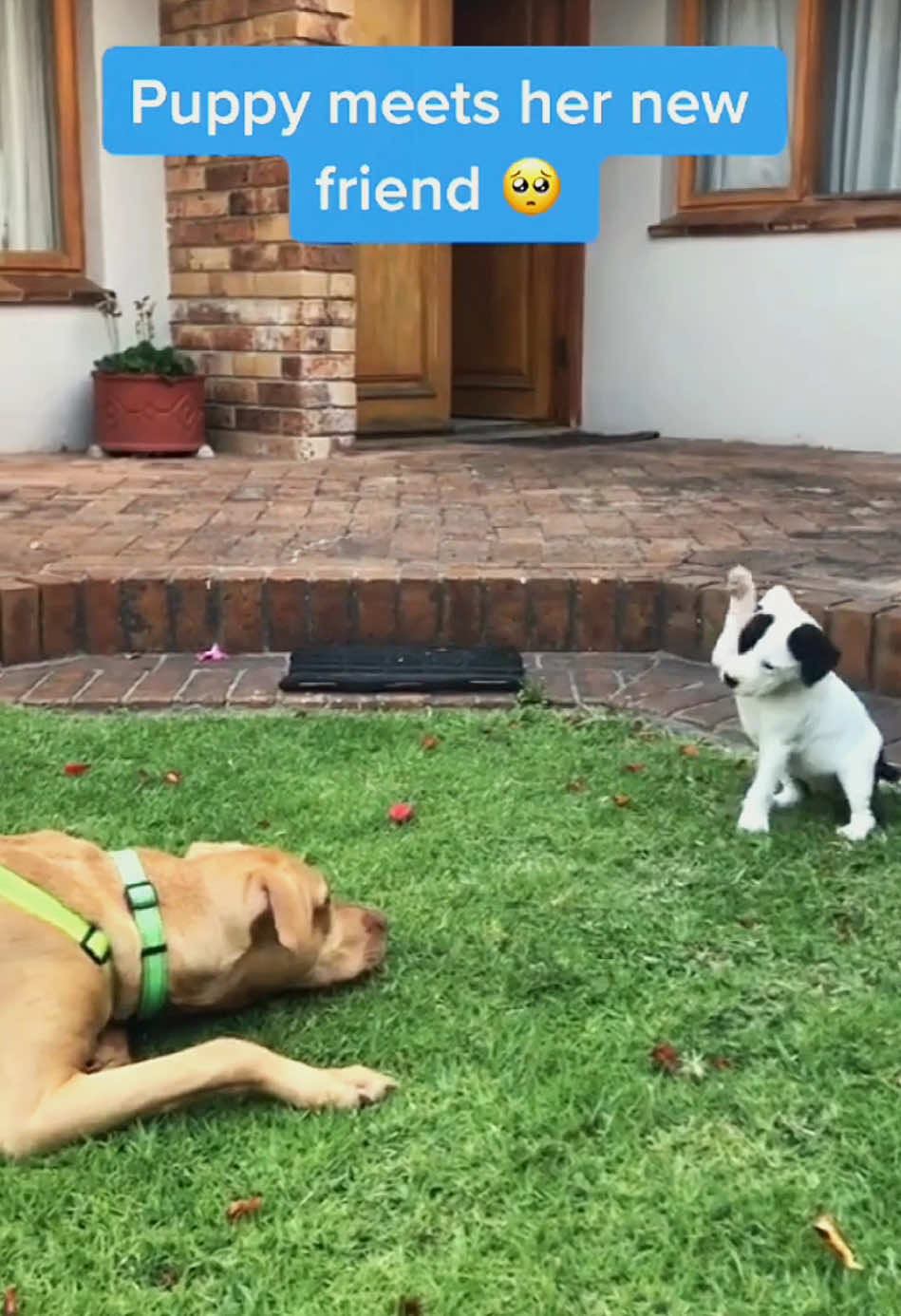 Try not to laugh 😂😂😂 #animals #funny #pet #dog #funnyanimals #funnyvideos #haha #dogsoftiktok #cat #funnypets #PetsOfTikTok 