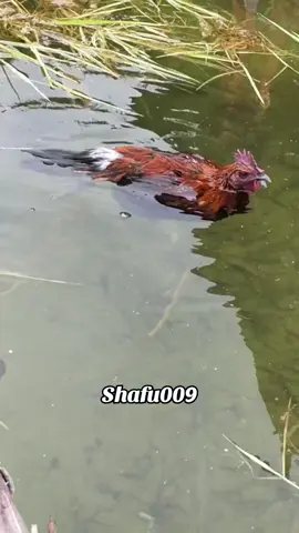 #粉丝一千万#pet#pets#cute#funny#viral  #funnyvideos#foryou#IoI#fyp#fypツ 