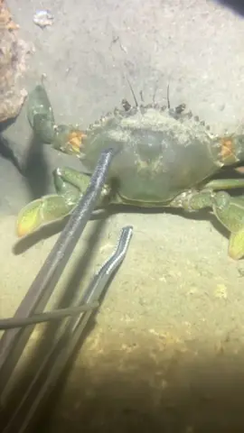 #diving #crab #catchthesea #seaside #seafood #fish #eel #lobster #seangsolofishing