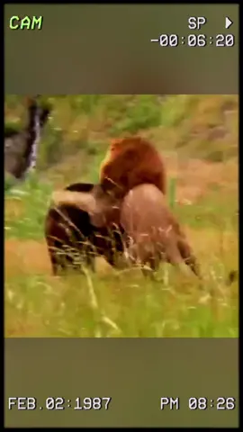Having escaped the tiger, the black bear fond itself ambushed by a lion. #wildanimals #animals #foryou 
