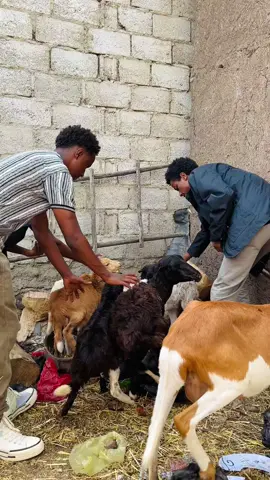 በበግ ቤት በግ ገባ 😂😂 #habeshaprank #prank #funny #habeshatiktok #ethiopian_tik_tok #creatorsearchinsights @bekishanko @@misiker_5 @Mikiyas @𝕓𝕒𝕓𝕚 🤓 @yonathan 