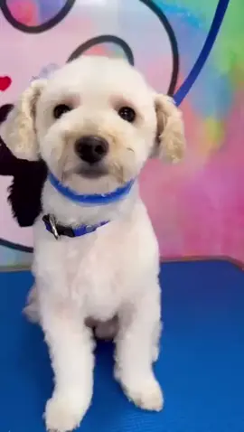 @FurryPuppy ellos hacen servicio hasta tu casa si quieren más información pueden comunicarse con ellos ahí les dejo su Instagram por si quieren algún servicio ellos están en Houston tx, gracias por su servicio ame como dejaron a mi biscuit 🥹💕#dogmom #dog #beautifuldog #dogsoftiktok #foryoupage #foryoupageofficiall #viraltiktok #paratiiiiiiiiiiiiiiiiiiiiiiiiiiiiiii 