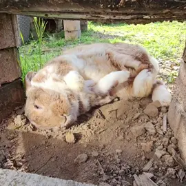 Like a sack of singular Potato falling over 🥔 #DailyYoshon #TummyTuesday #bunny #rabbit #cute #pet #kaninchen #usagi #bunnylove #kaninchenliebe #lapin #conejo #bunnylover #petoftheday 