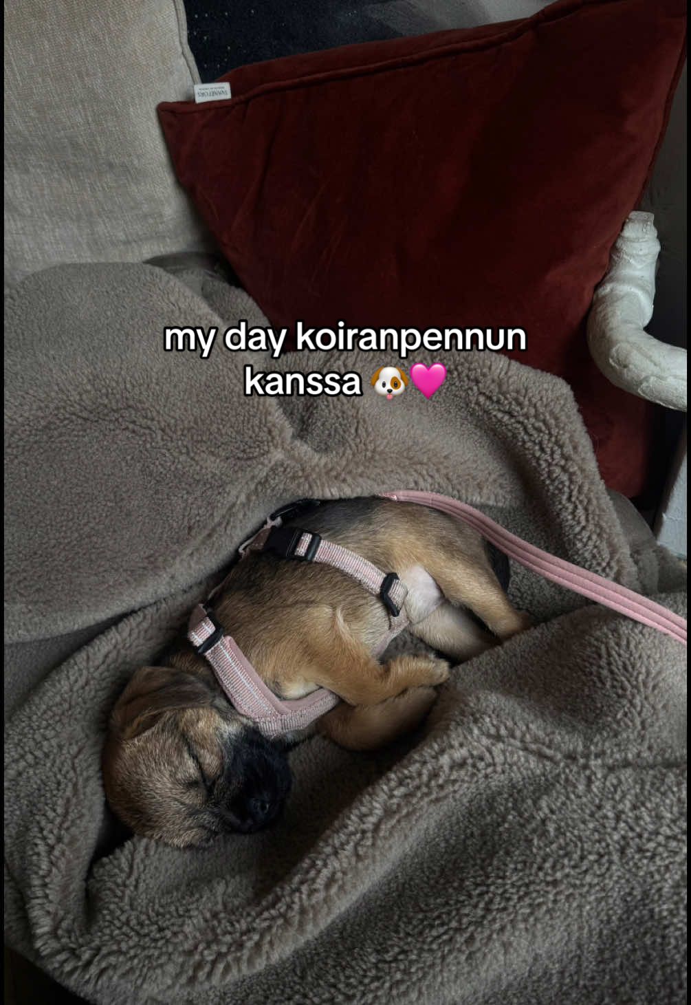 mulle on osunu kyllä maailman hienoin pentu 🥹🩷 #koiranpentu #koiranpentuelämää #pentu #arki #myday #vlogi #sinulle 