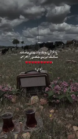 كَي مَاتزيدي كل يوم سماحه❤️‍🔥!  #ليبيا #الشعب_الصيني_ماله_حل #مشاهير_تيك_توك_مشاهير_العرب #مشاهدات100k🔥 #شحات_سوسه_راس__البيضاء_طبرق_ليبيا #كاب_كات #شعراء_وذواقين_الشعر_الشعبي #منصف_التواتي🔥❤️ #شعرليبي_شتاوي_غناوه_علم_🇱🇾 