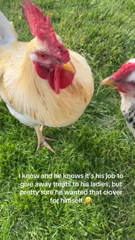 #rooster #chickens #chickensoftiktok 