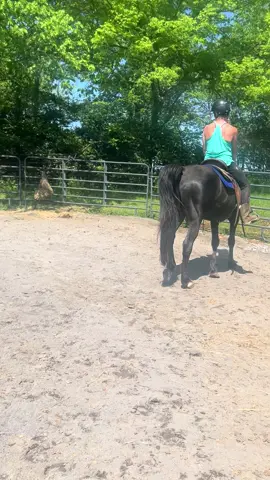 Malcom has been coming along so nicely and is really coming into his own! He’s a 16 y/o TWH available for adoption through us! He will make a great horse for an intermediate+ rider and they MUST be soft. He’s a sensitive guy 🫶🏻 #rescue #adopt #horse #twh #farm 
