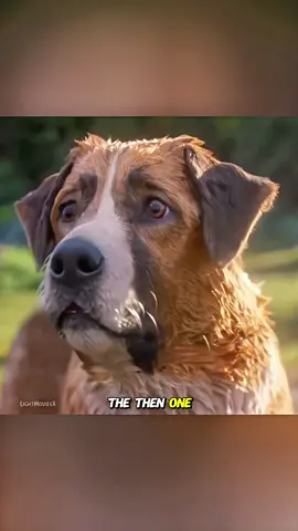 🌳🌊 Lost GOLD Led to a WILD Kingdom! 🐺 - Light Movies (1080p, h264)#short #recap_in #movie #fantasy @recap_in