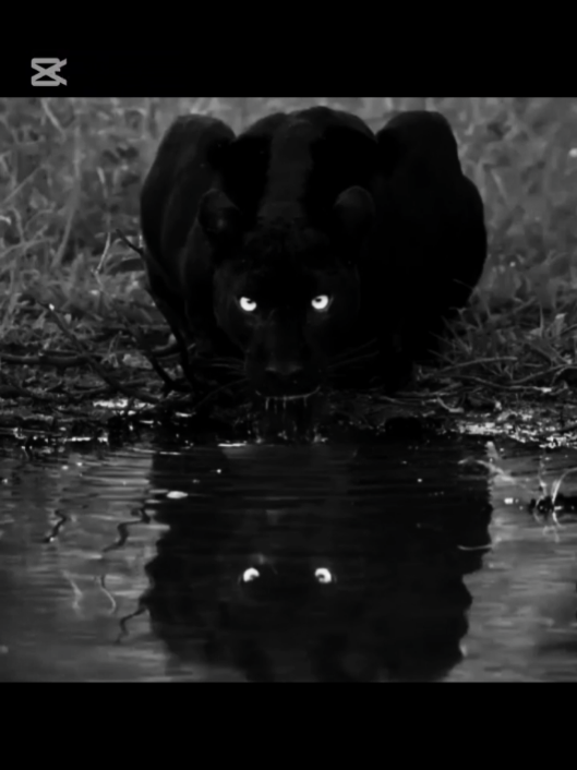 My spirit animal #panther #trending #myspiritanimal #foryou #fyp 