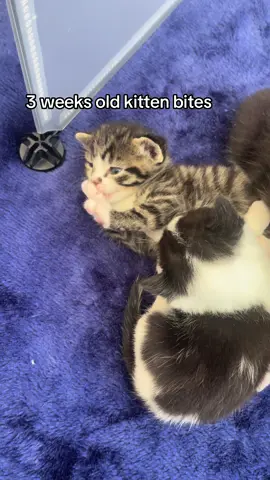 Kittens are so happy in their new kitten pen. So glad i bought this one 🥹#kittens #cute #adorable #2025 #kittensoftiktok #onlylove #catsoftiktok #viral#amazing #kittens#creatorsearchinsights 