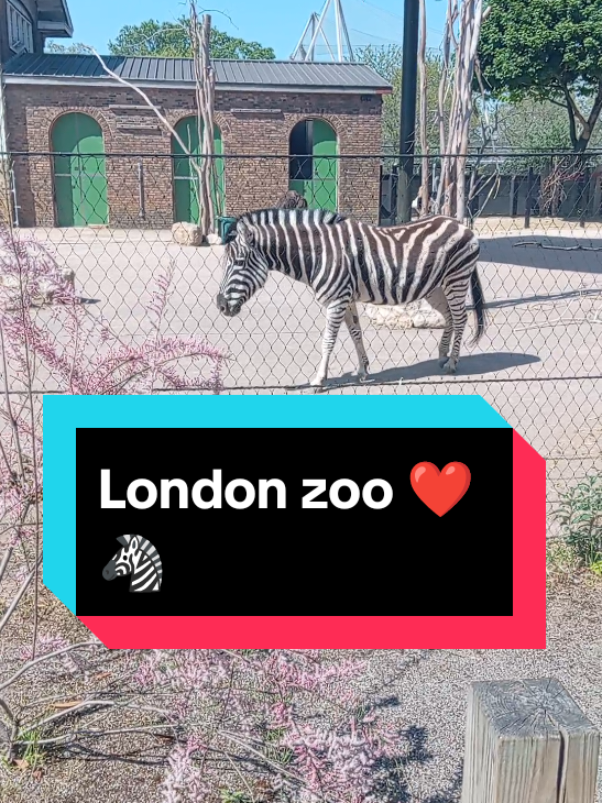We went to London zoo! 🦓 #londonzoo #zoo #london #daysout #fyp #Vlog #🦓 #senmum #☀️ 