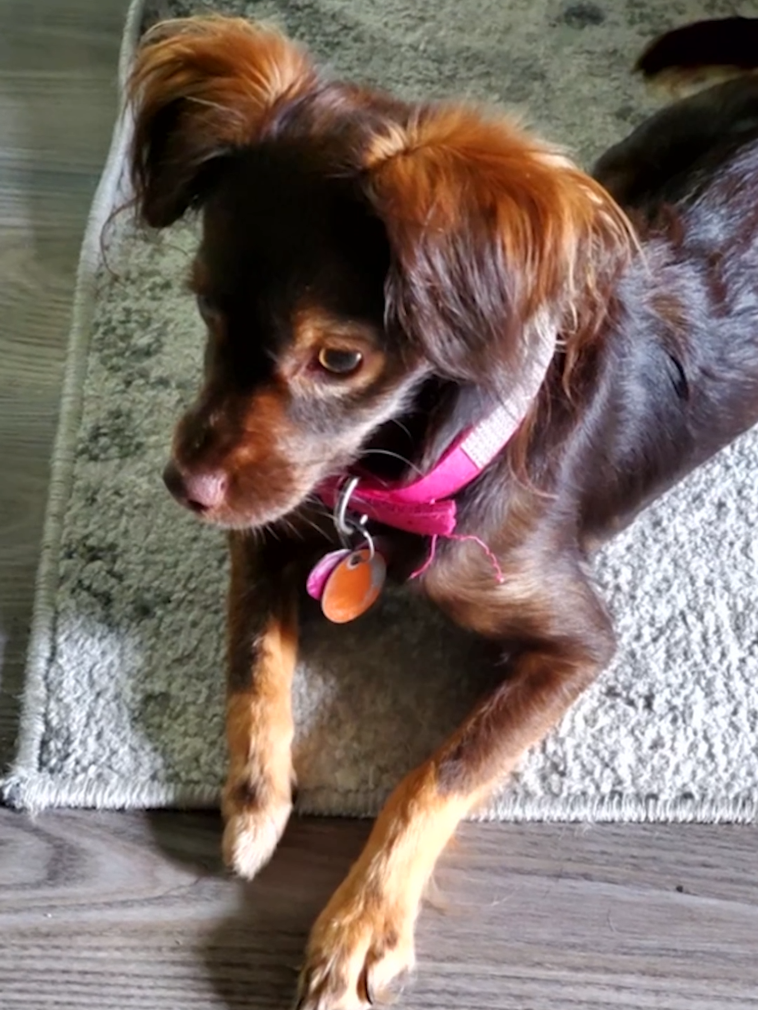 Joy was born to be a star—and not even losing her paw could dim her light. 🌟 With Derrick’s help and a brand-new paw, she’s back to running, playing, and soaking up all the attention she deserves. 🥰 @wizardofpaws_tv #WizardOfPaws #BYUtv