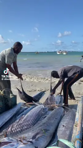 #somalitiktok #socotra #trendingvideo #foruyou #fyp #الصومال 🇸🇴 Somalia fish 🐟 